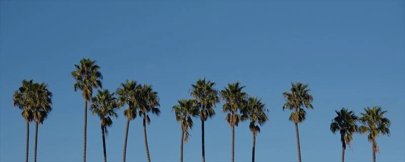 ワシントンヤシの魅力を体感